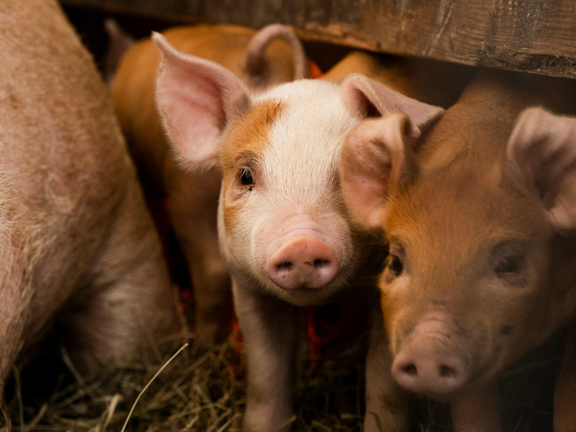 養(yǎng)豬知識(shí)學(xué)習(xí)